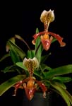 Paph. Nitens